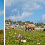 The serene landscapes of Naxos.