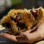 Chestnuts