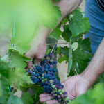 A walk in a beloved vineyard